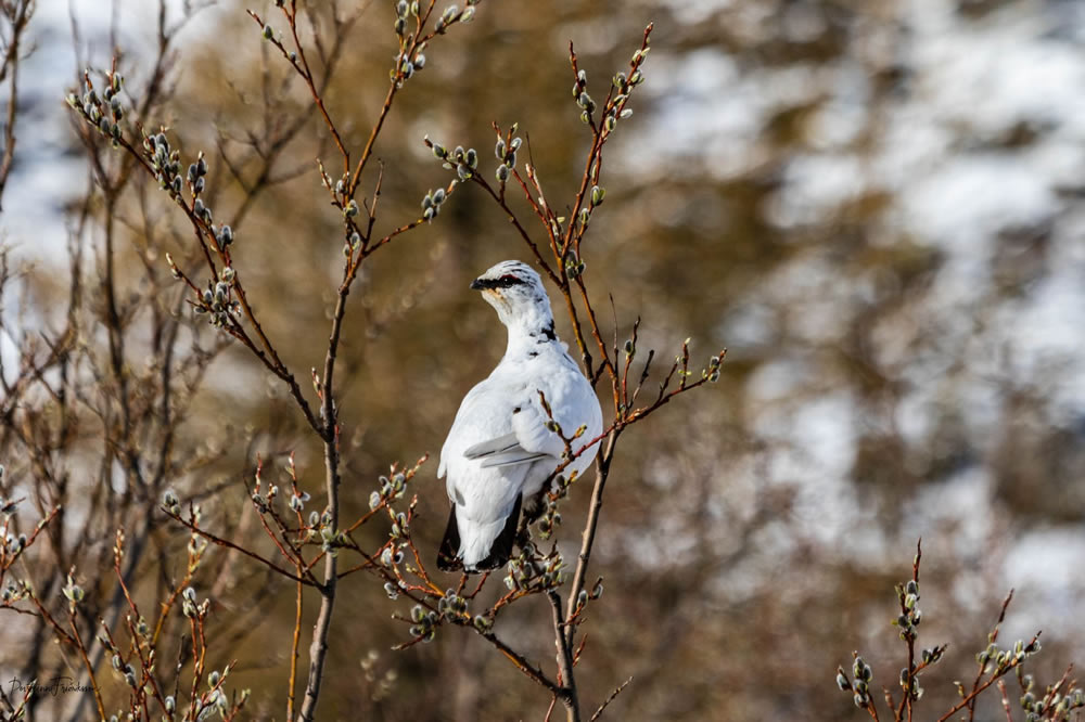 Gurushots Springtime Splendor Photo Challenge Winners