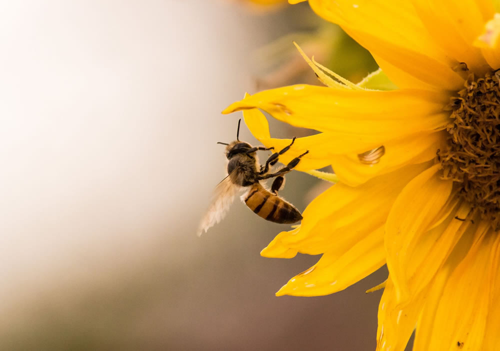 Gurushots Springtime Splendor Photo Challenge Winners