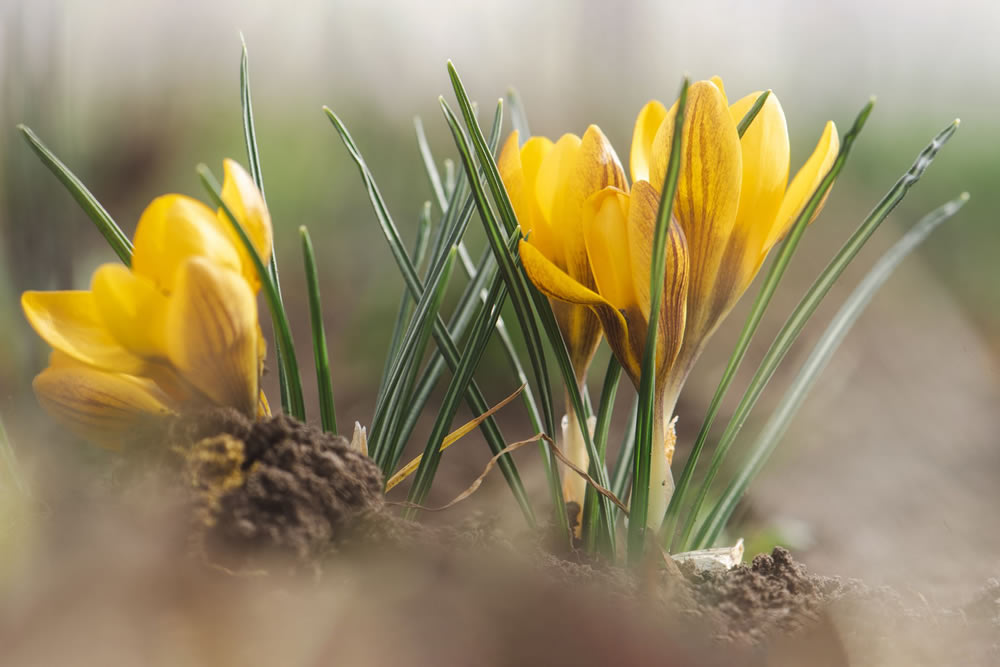 Gurushots Springtime Splendor Photo Challenge Winners