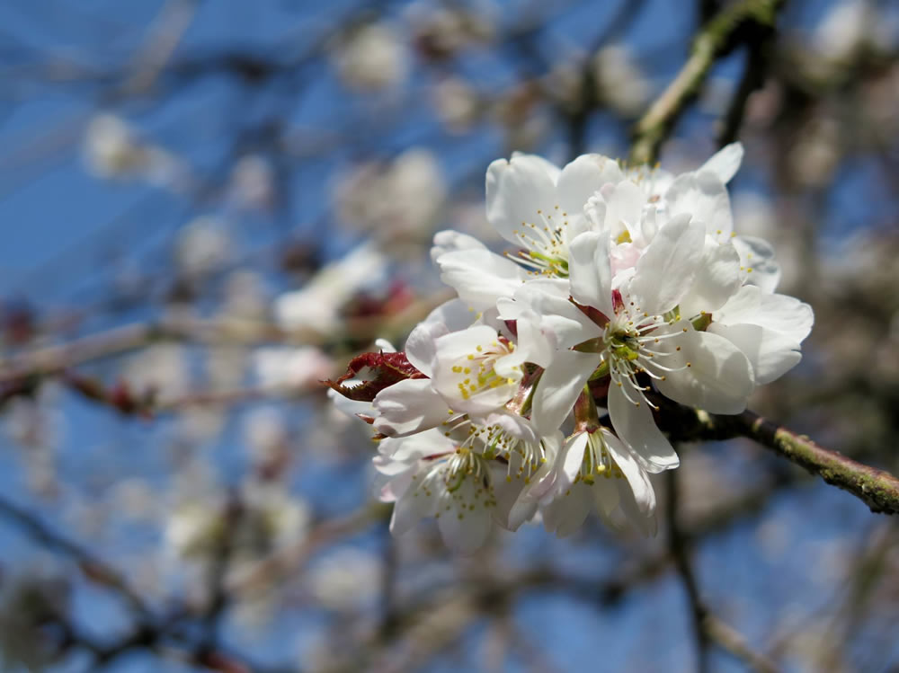 Gurushots Springtime Splendor Photo Challenge Winners