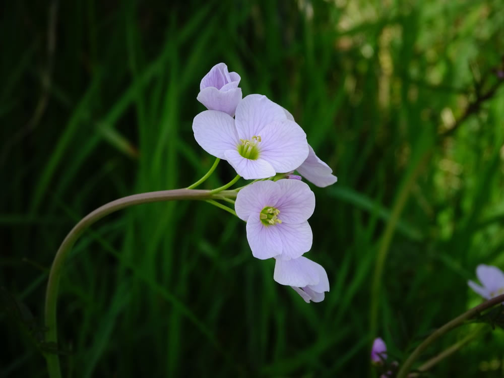 Gurushots Springtime Splendor Photo Challenge Winners