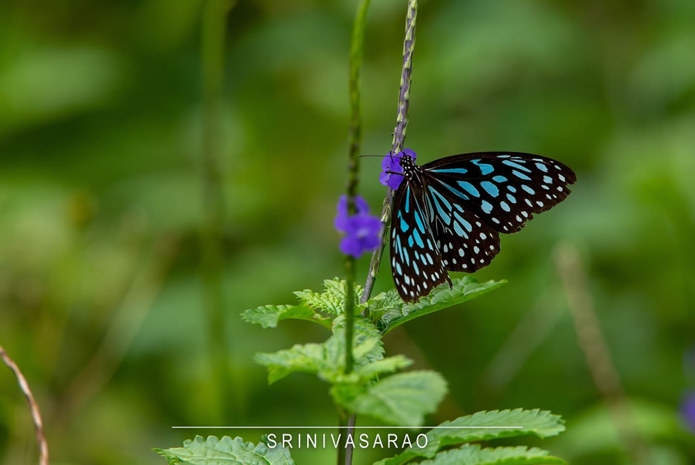 Gurushots Springtime Splendor Photo Challenge Winners