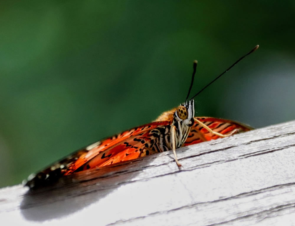 Gurushots Springtime Splendor Photo Challenge Winners