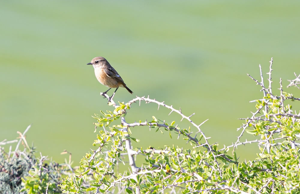 Gurushots Springtime Splendor Photo Challenge Winners