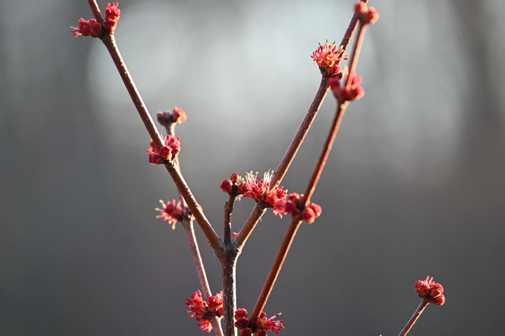 Gurushots Springtime Splendor Photo Challenge Winners