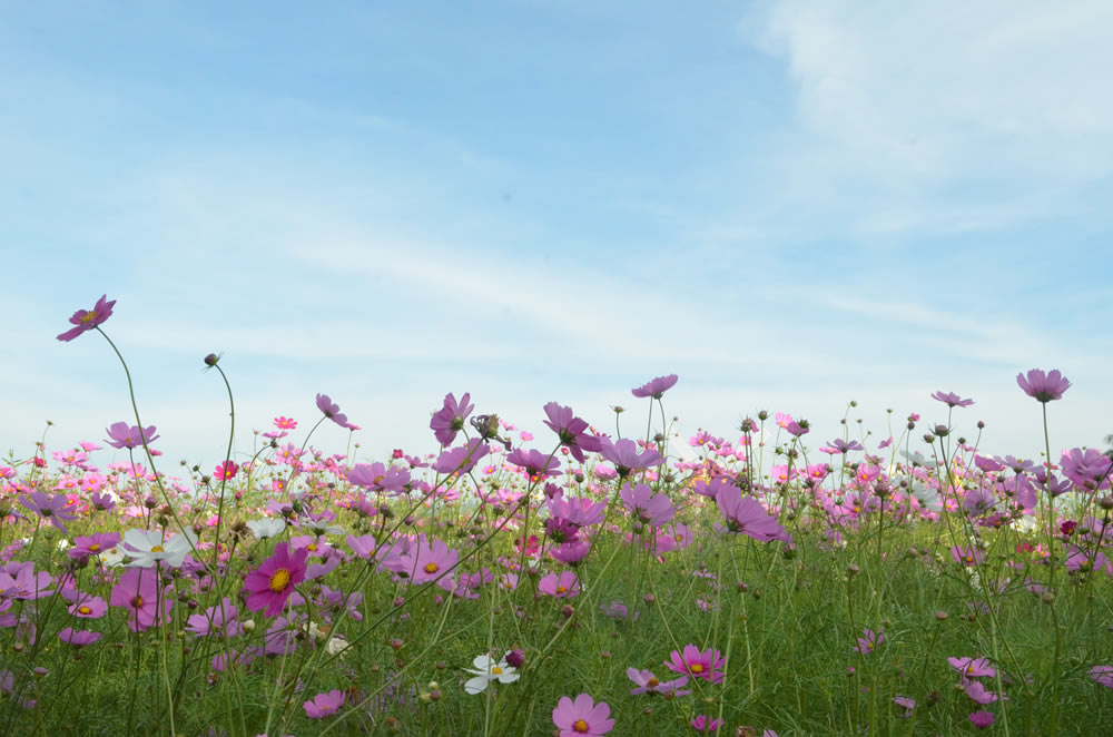 Gurushots Springtime Splendor Photo Challenge Winners