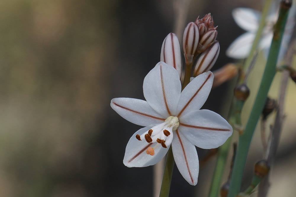 Gurushots Springtime Splendor Photo Challenge Winners