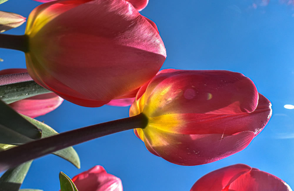 Gurushots Springtime Splendor Photo Challenge Winners