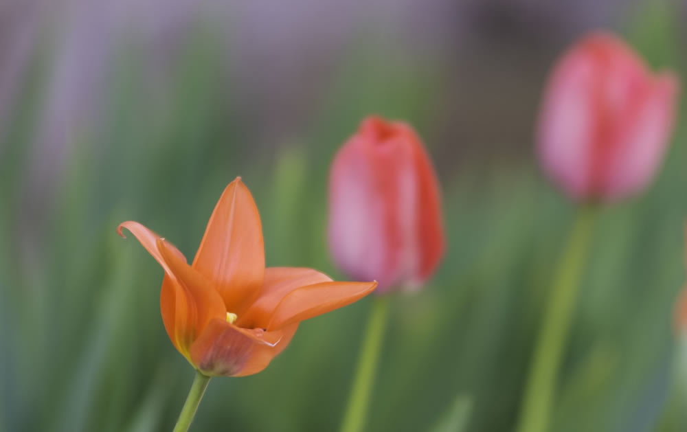 Gurushots Springtime Splendor Photo Challenge Winners