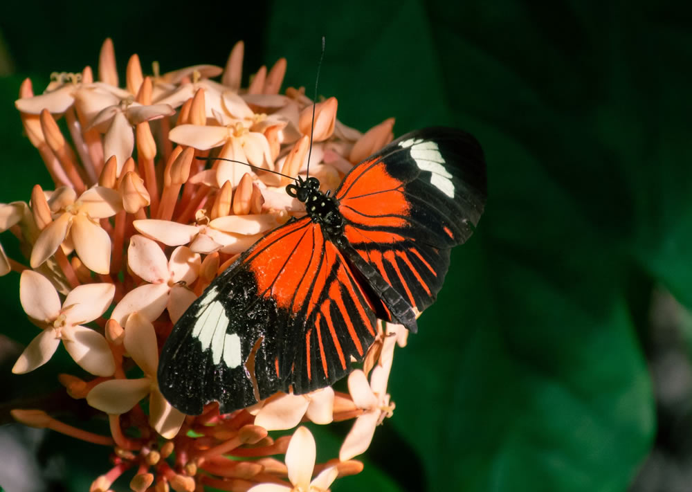 Gurushots Springtime Splendor Photo Challenge Winners