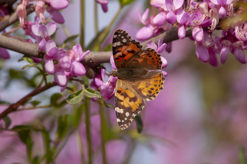 Gurushots Springtime Splendor Photo Challenge Winners