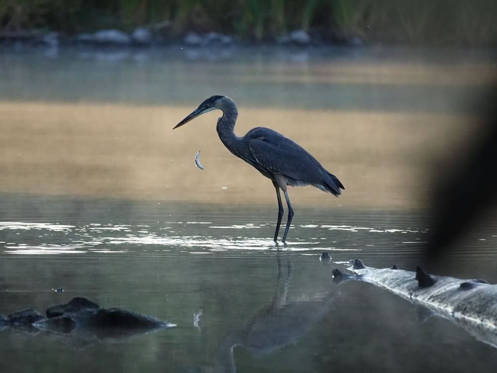 Gurushots Springtime Splendor Photo Challenge Winners