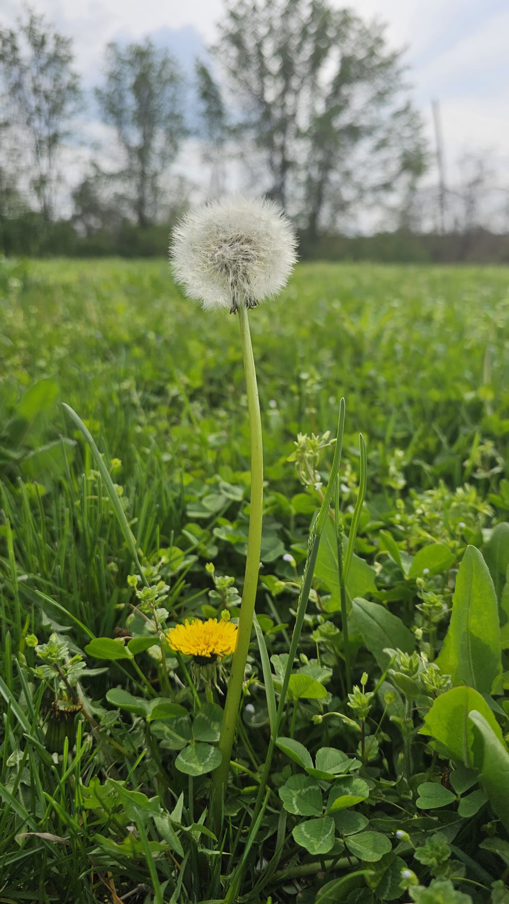 Gurushots Springtime Splendor Photo Challenge Winners