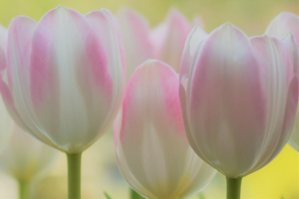 Gurushots Springtime Splendor Photo Challenge Winners