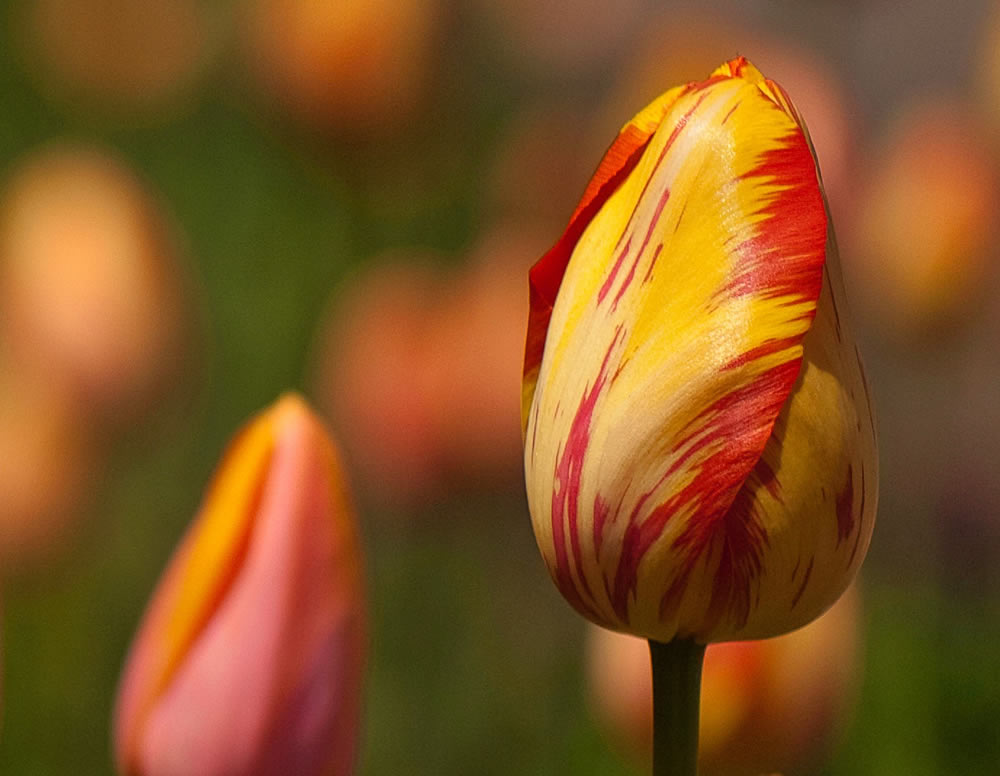 Gurushots Springtime Splendor Photo Challenge Winners