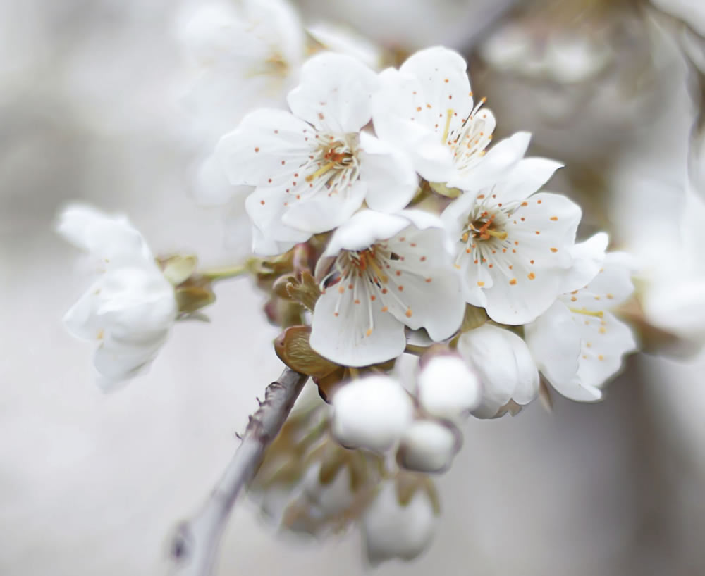 Gurushots Springtime Splendor Photo Challenge Winners