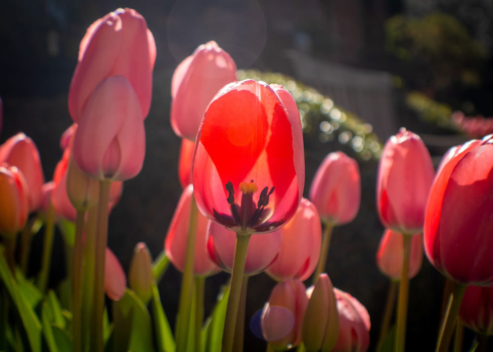 Gurushots Springtime Splendor Photo Challenge Winners