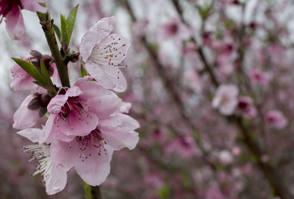 Gurushots Springtime Splendor Photo Challenge Winners