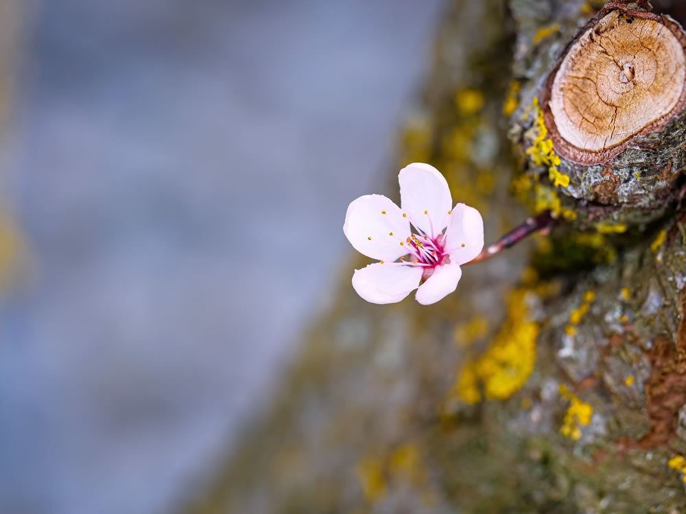 Gurushots Springtime Splendor Photo Challenge Winners