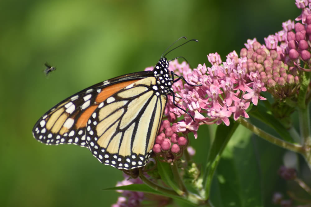 Gurushots Springtime Splendor Photo Challenge Winners