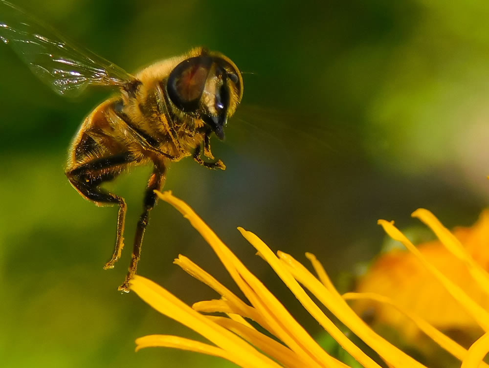 Gurushots Springtime Splendor Photo Challenge Winners