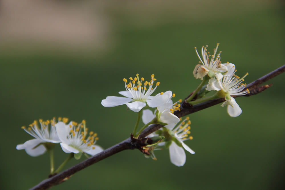 Gurushots Springtime Splendor Photo Challenge Winners