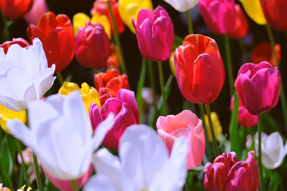 Gurushots Springtime Splendor Photo Challenge Winners