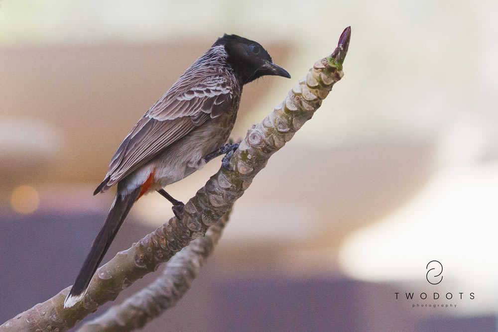 Gurushots Springtime Splendor Photo Challenge Winners