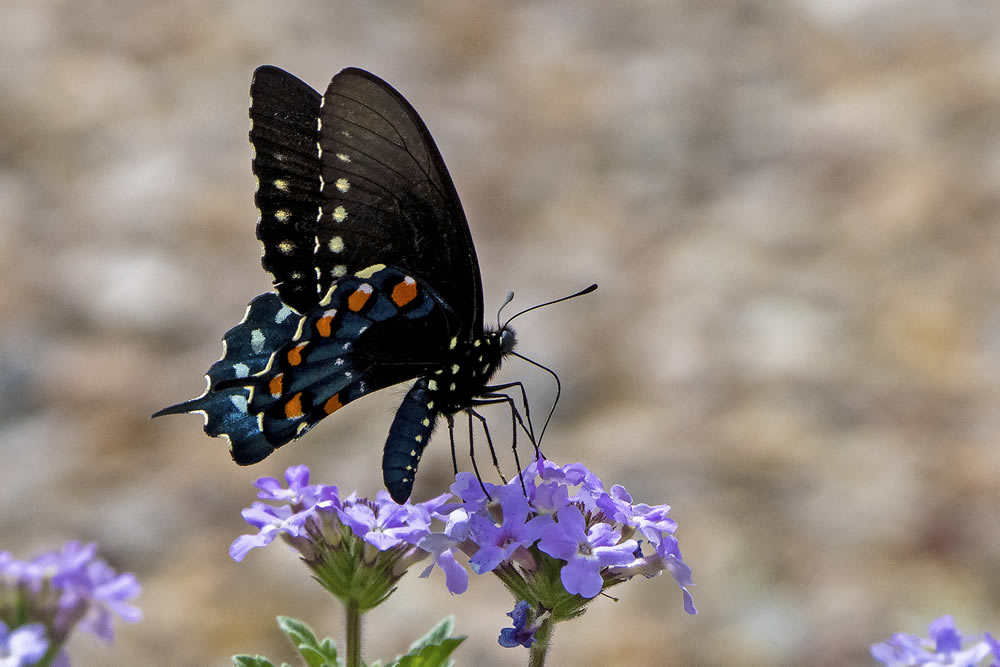 Gurushots Springtime Splendor Photo Challenge Winners