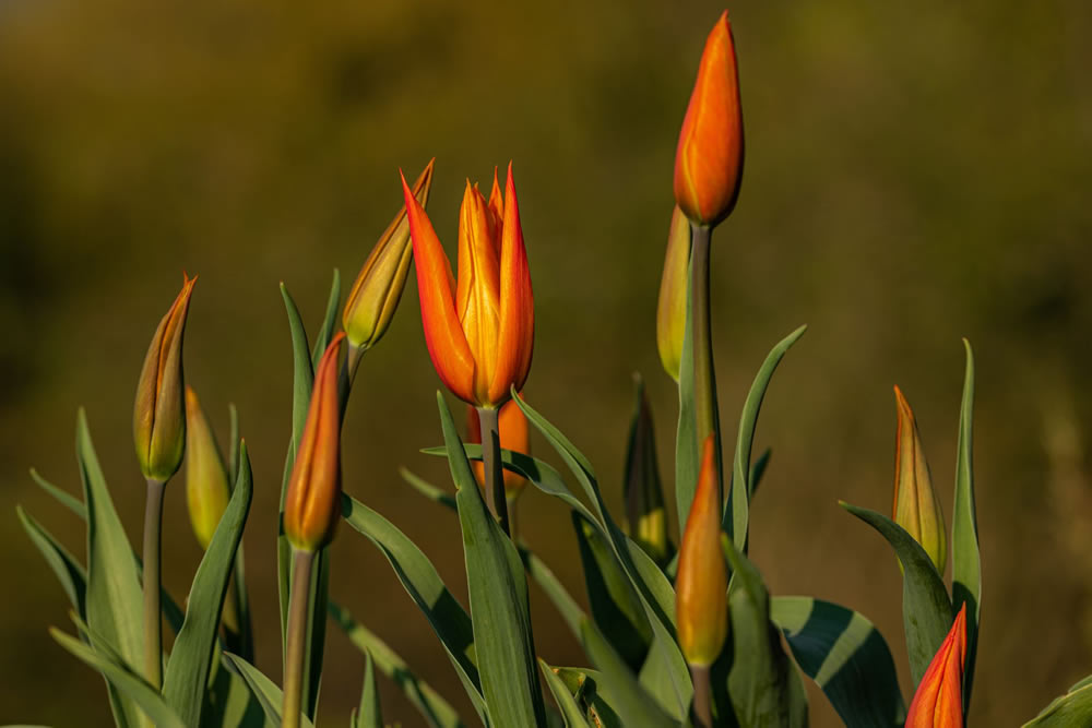 Gurushots Springtime Splendor Photo Challenge Winners