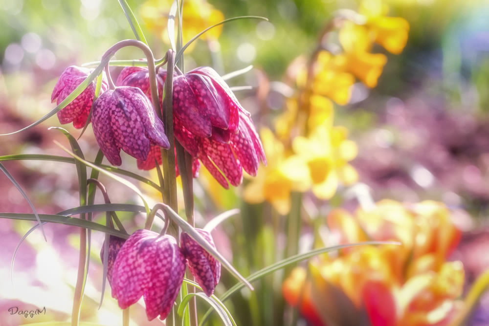 Gurushots Springtime Splendor Photo Challenge Winners