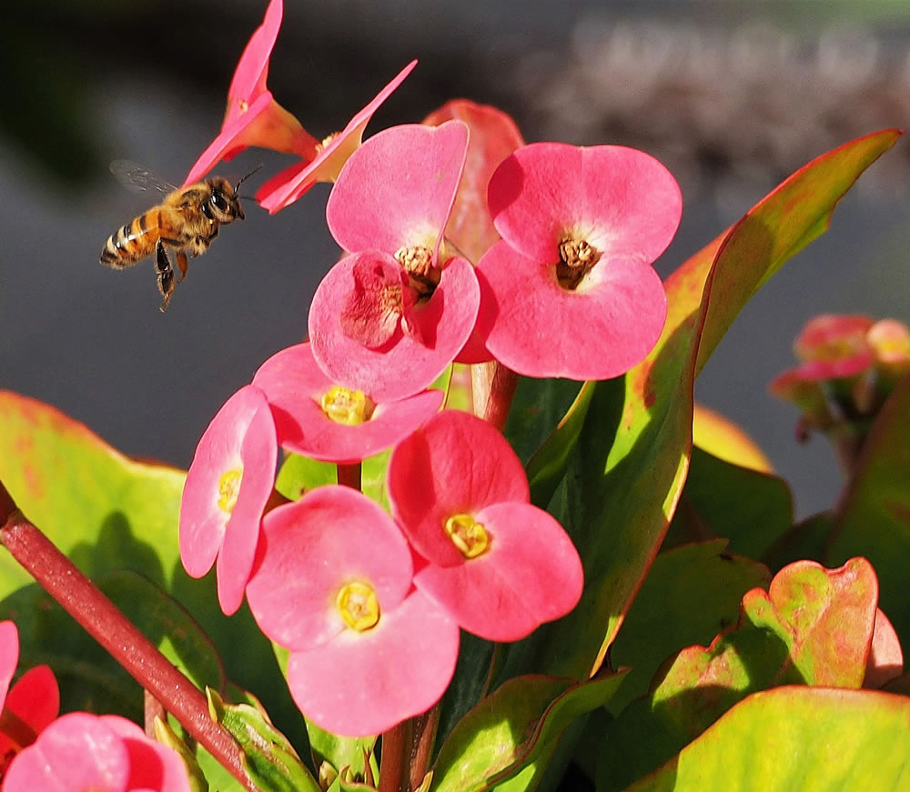 Gurushots Springtime Splendor Photo Challenge Winners