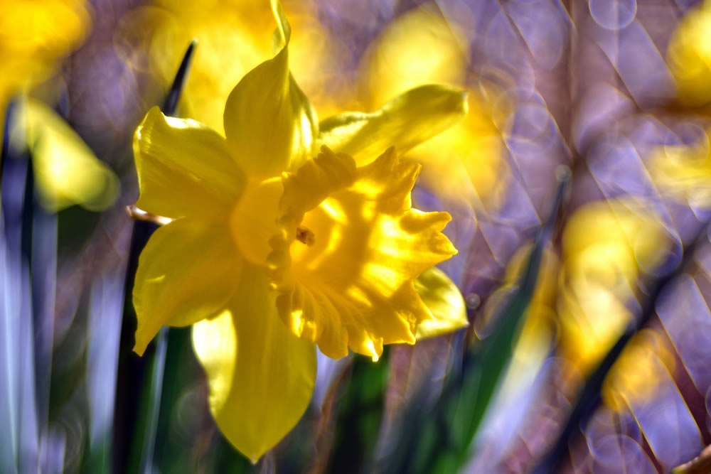 Gurushots Springtime Splendor Photo Challenge Winners