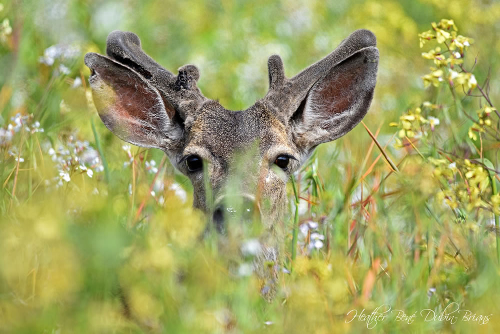 Gurushots Springtime Splendor Photo Challenge Winners