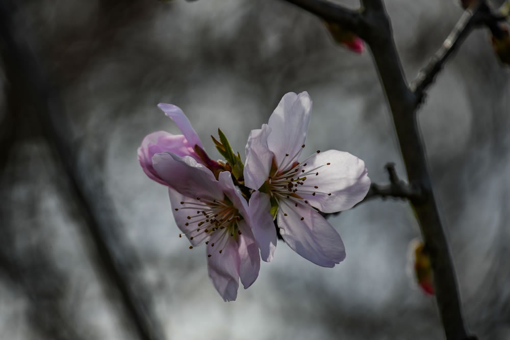 Gurushots Springtime Splendor Photo Challenge Winners