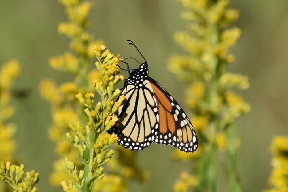 Gurushots Springtime Splendor Photo Challenge Winners