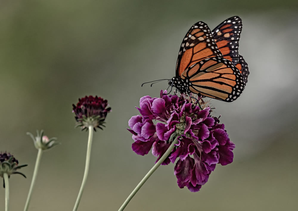 Gurushots Springtime Splendor Photo Challenge Winners