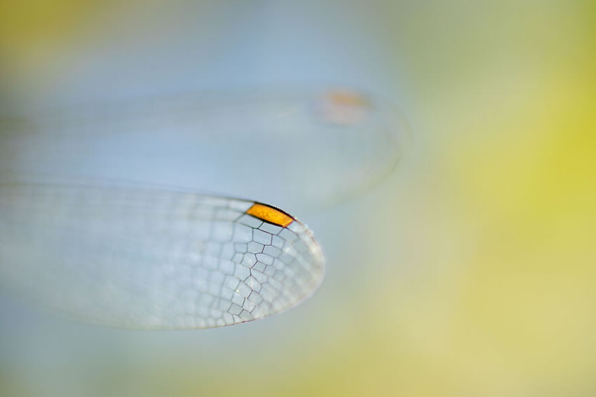 Close Up Photographer Of The Year Minimalism Winners