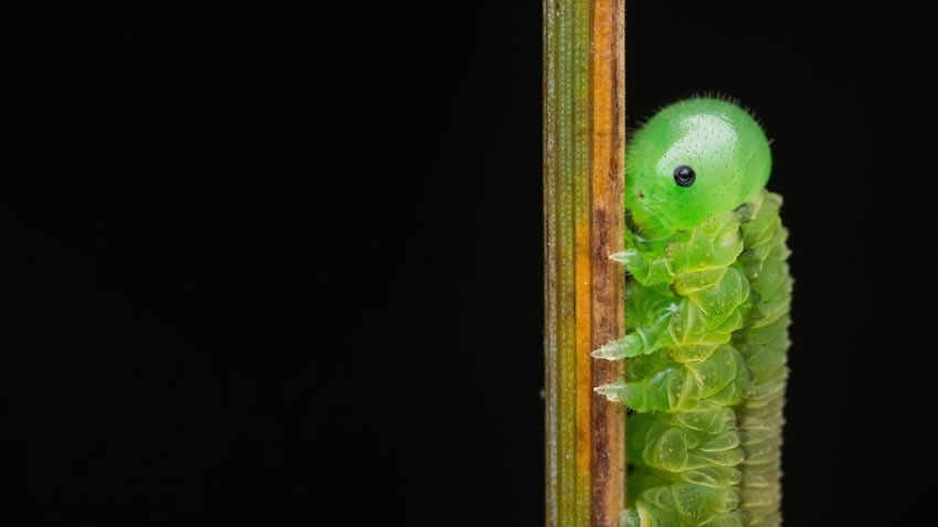 Close Up Photographer Of The Year Minimalism Winners