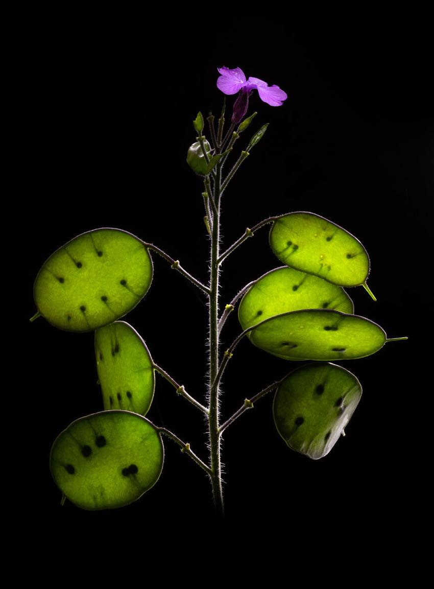 Close Up Photographer Of The Year Minimalism Winners