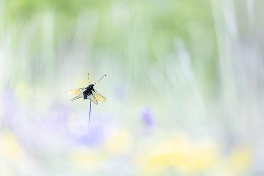 Close Up Photographer Of The Year Minimalism Winners