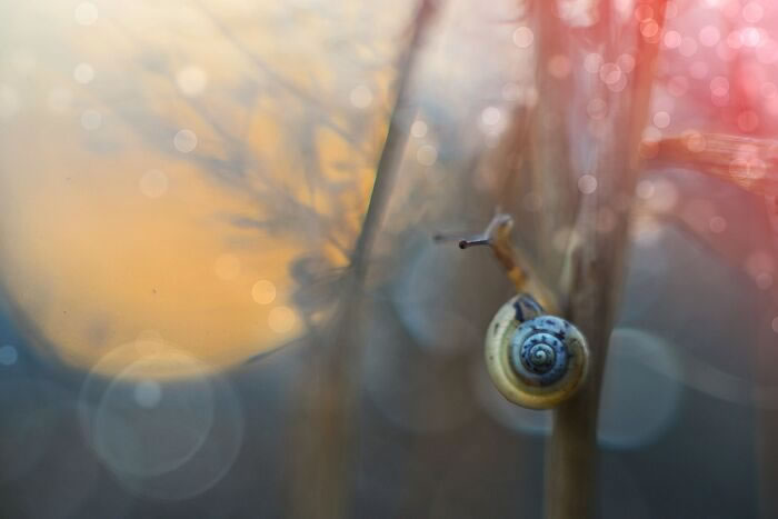 Snail Photography by Katarzyna Zaluzna