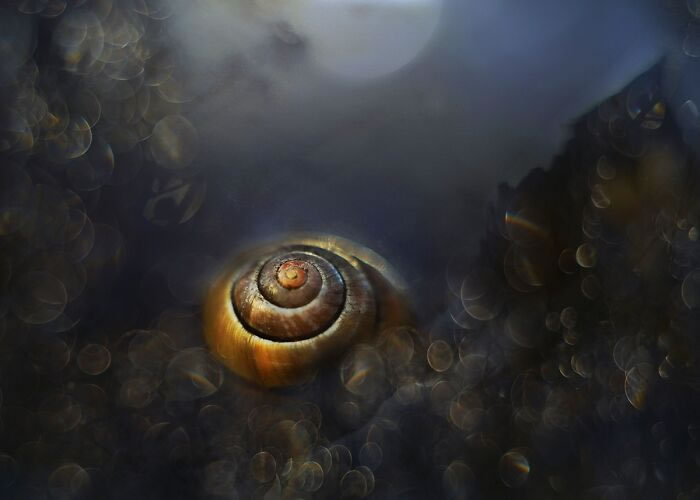 Snail Photography by Katarzyna Zaluzna