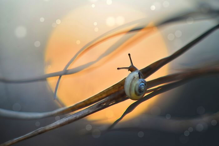 Snails In The Sun Macro Photography By Katarzyna Zaluzna