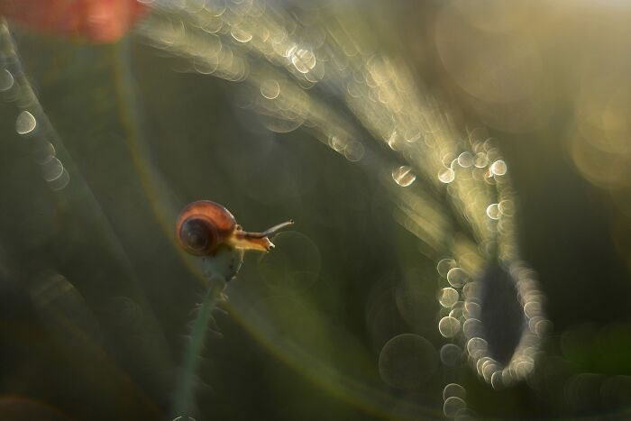 Snails In The Sun Macro Photography By Katarzyna Zaluzna