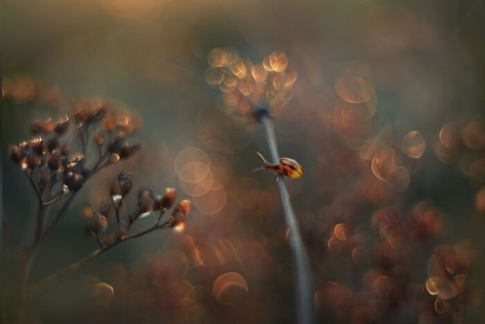 Snails In The Sun Macro Photography By Katarzyna Zaluzna