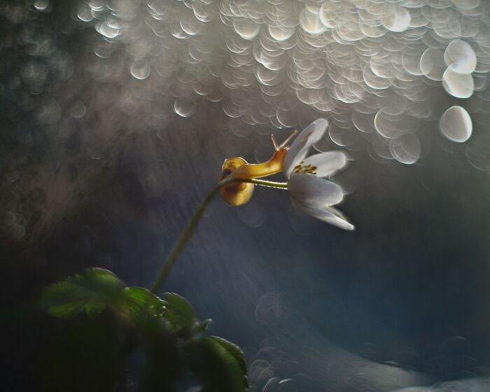 Snails In The Sun Macro Photography By Katarzyna Zaluzna