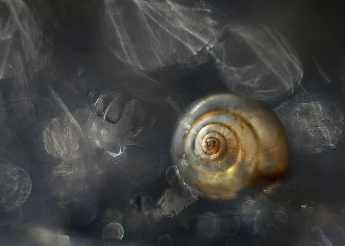 Snails In The Sun Macro Photography By Katarzyna Zaluzna