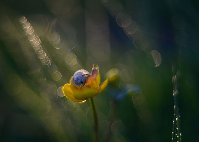 Snails In The Sun Macro Photography By Katarzyna Zaluzna