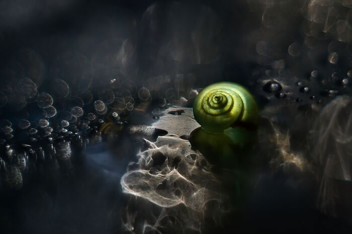 Snails In The Sun Macro Photography By Katarzyna Zaluzna